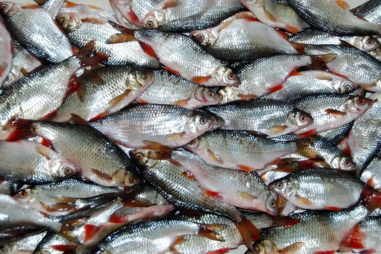 Fresh Water Fish
