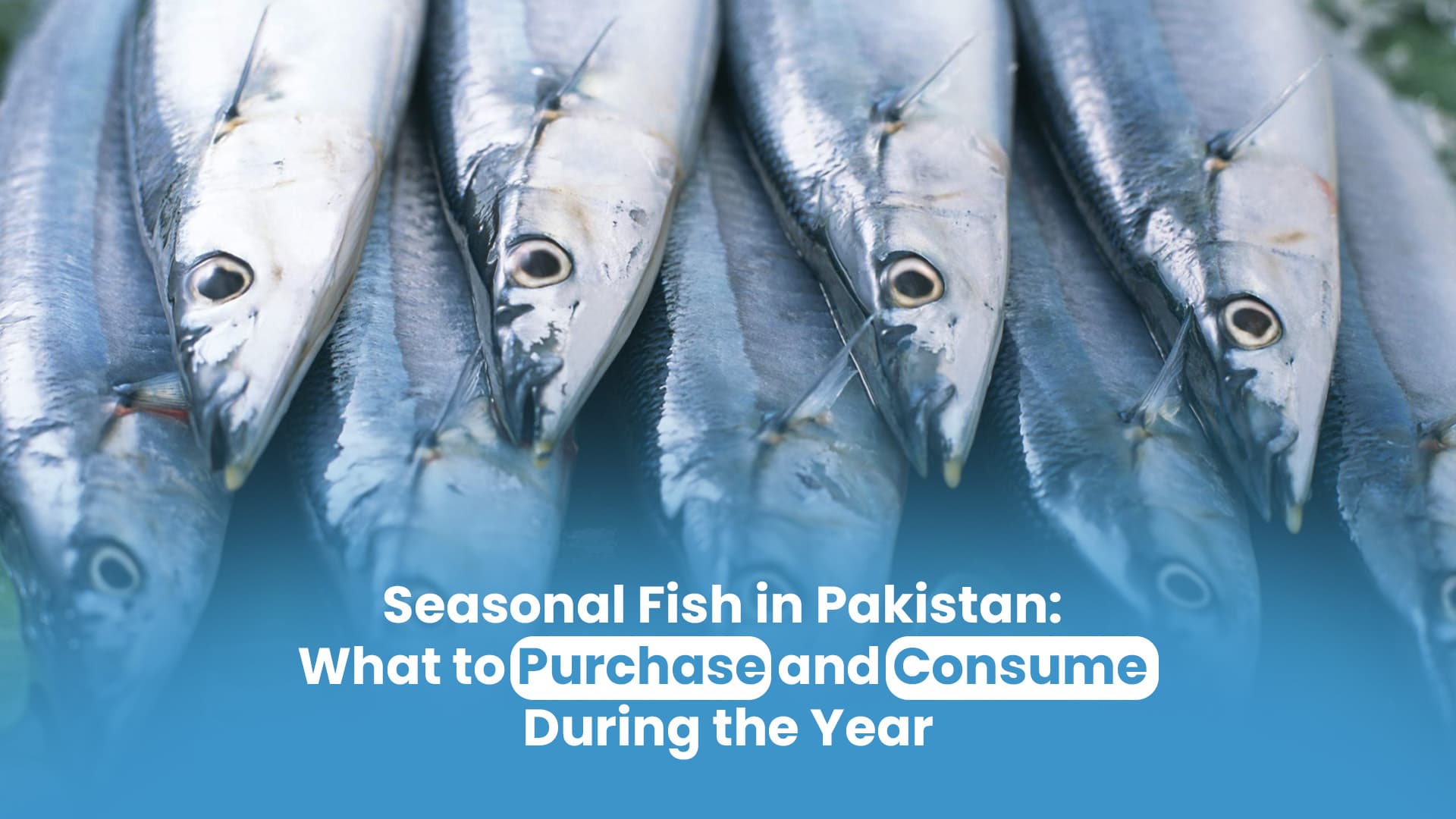Seasonal Fish in Pakistan: What to Purchase and Consume During the Year