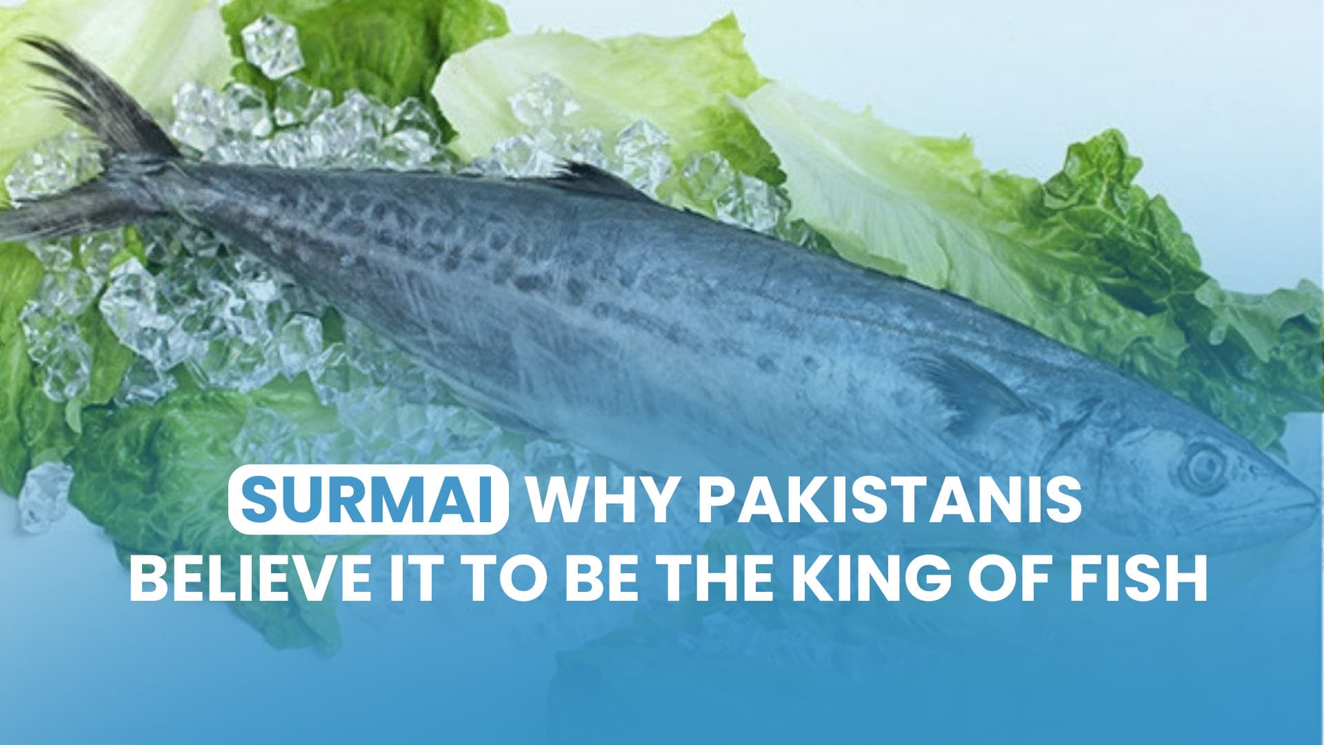 Surmai – Why Pakistanis Believe It to Be the King of Fish