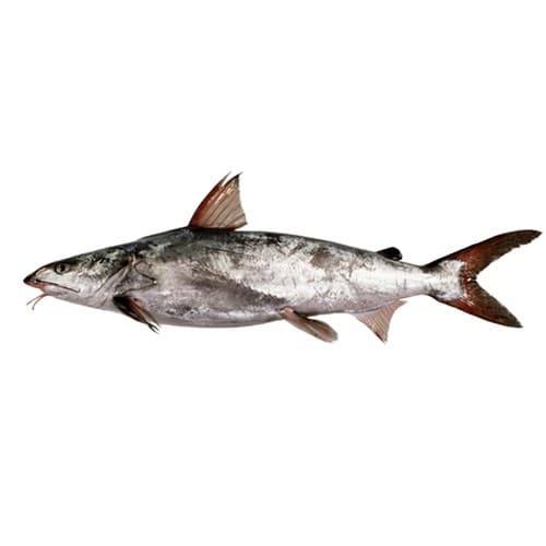 Cat (Khagga) Fish