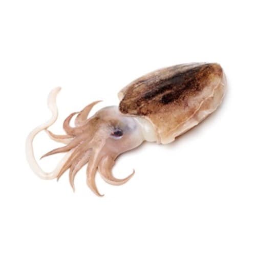 Cuttlefish