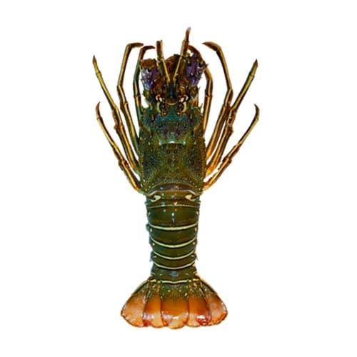 Lobster