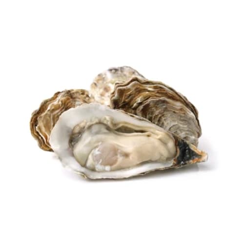 Oyster