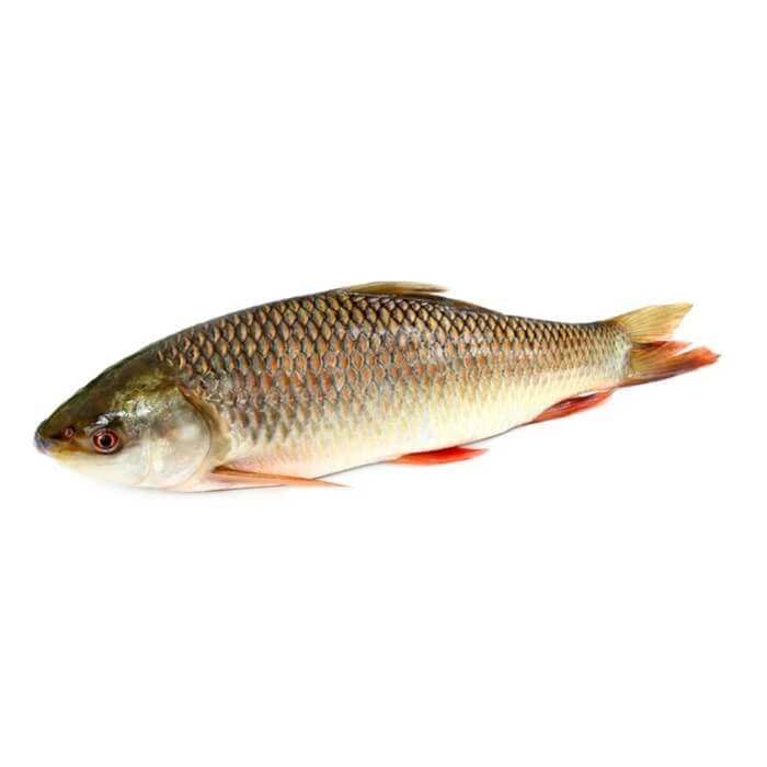 Rahu (Rohu Fish)