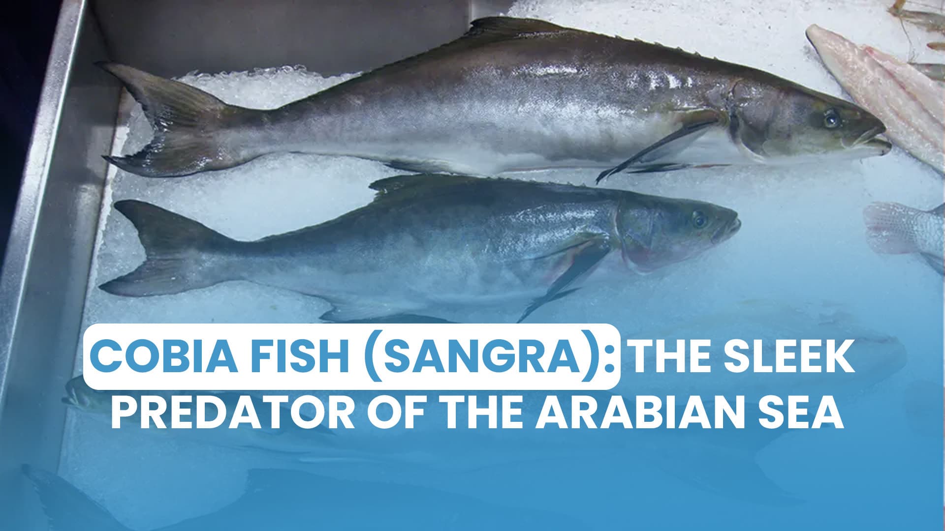 Cobia Fish (Sangra): The Sleek Predator of the Arabian Sea