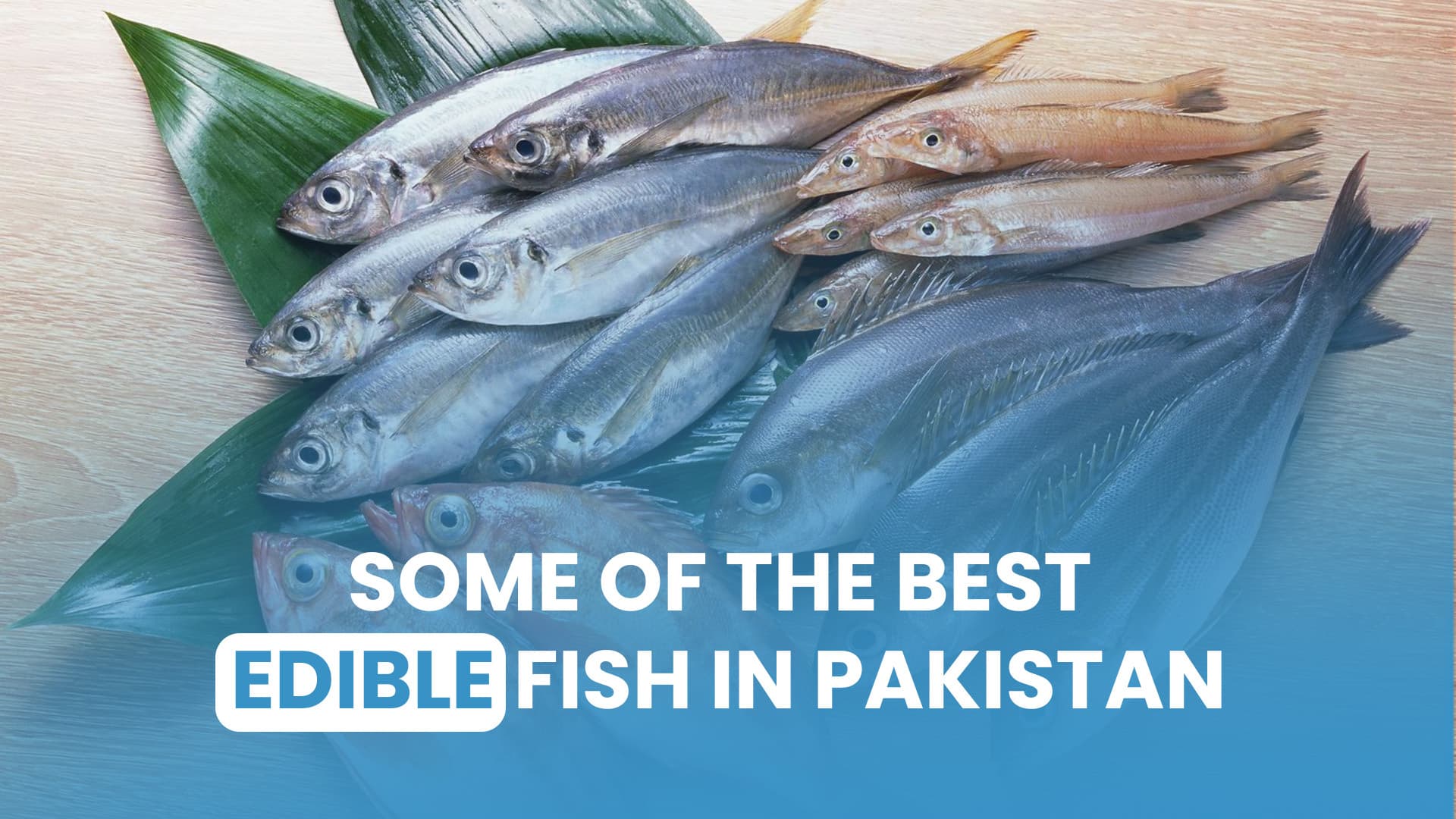 Some of the Best Edible Fish in Pakistan You Must Try (With Health Benefits & Cooking Tips)