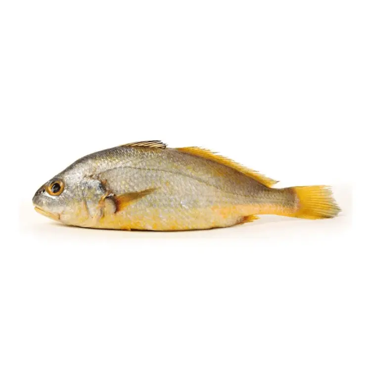 Bengal Corvina (Goli Mushka) Fish