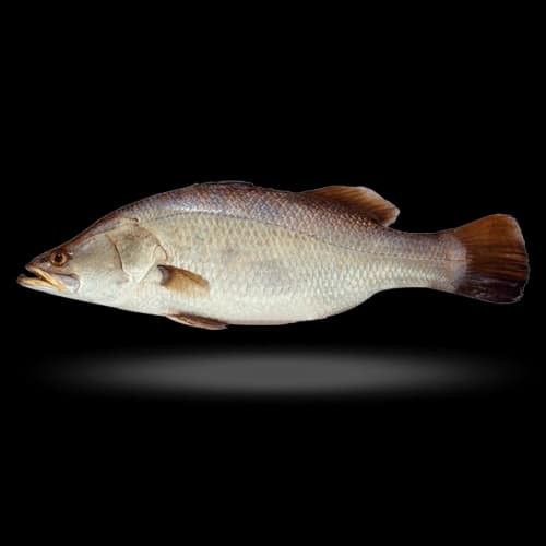 Bhetki (Dangri) Fish