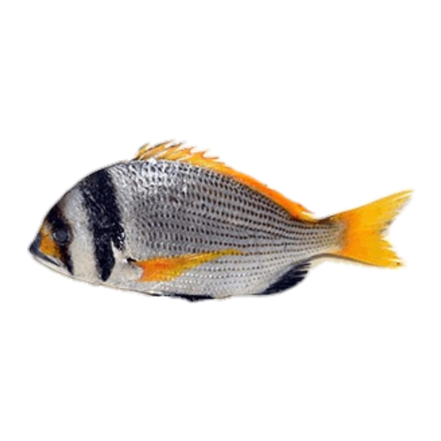Bridled Bream (Captain Fish)