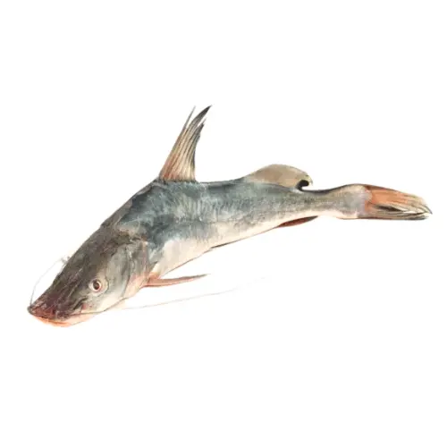 Cat Fish (Singhara Fish)