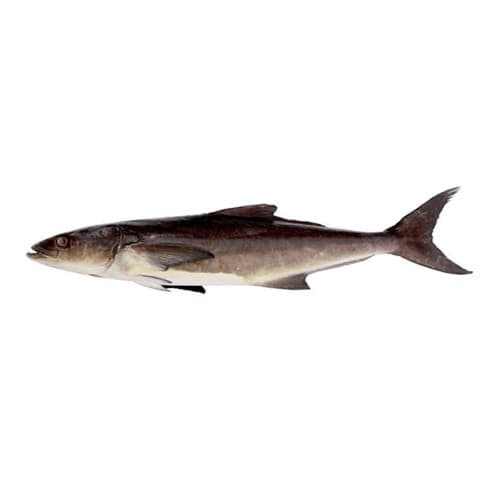 Cobia (Sangra) Fish