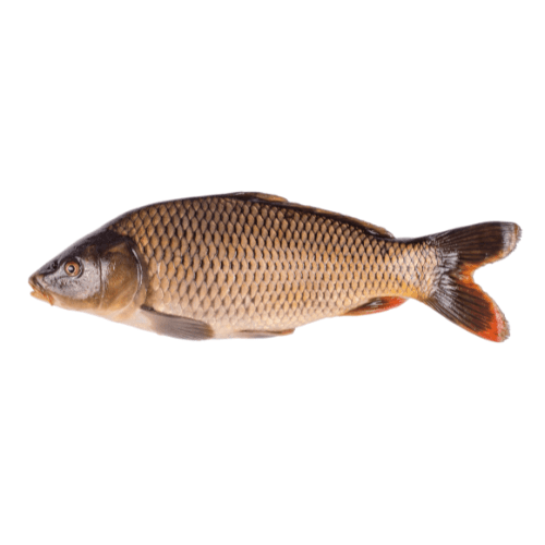 Common Carp (Gulfam Fish)