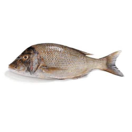 Emperor Fish (Mulla Fish)