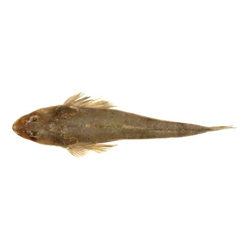 Flathead Fish (Kukkar Fish)