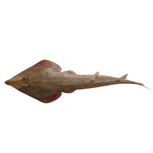 Guitarfish
