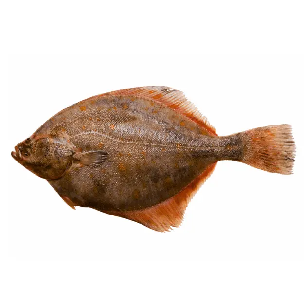 Halibut( Hajjam)