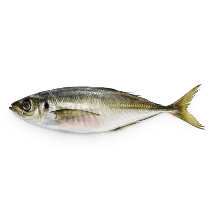 Horse Mackerel (Kawwa) Fish