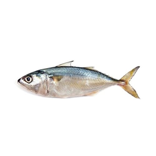 Indian Mackerel (Bangda) Fish