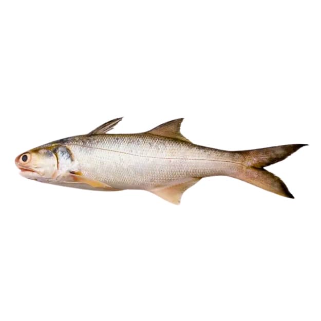 Indian Salmon (Rawans) Fish