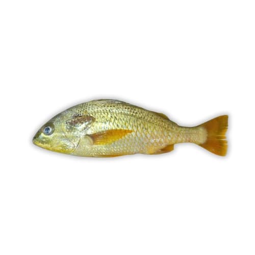 Javelin Grunter (Dhotar) Fish