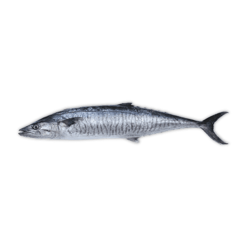 Kingfish - Surmai Fish