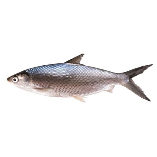 Milk Fish (Sulemani Fish)