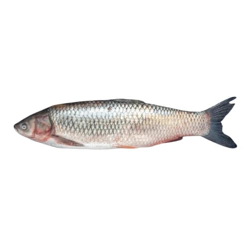 Mrigal Carp (Murathi Fish)