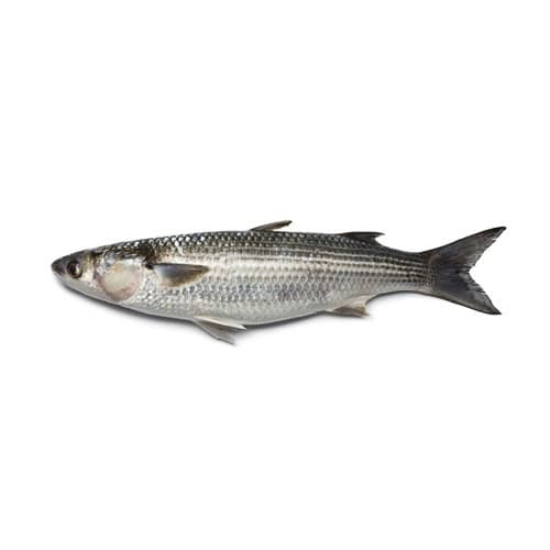 Mullet Fish (Boi Fish)
