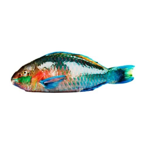 Order Parrot Fish (Hareed Fish)