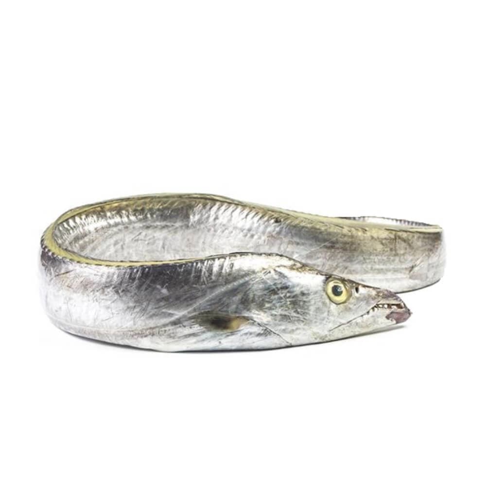 Order Ribbonfish (Chind)
