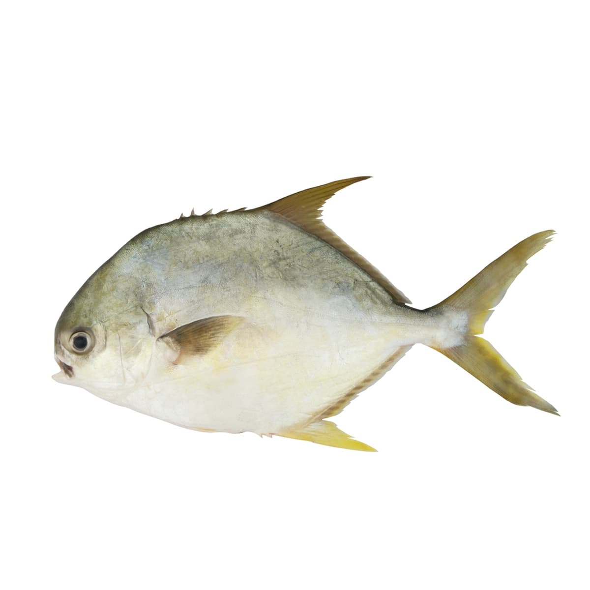 Pompano Fish (Sonaf Fish)