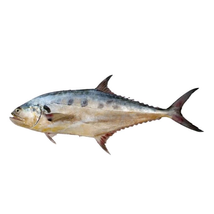 Queenfish (Saram Fish)