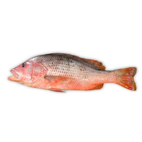 Red Snapper - Heera Fish