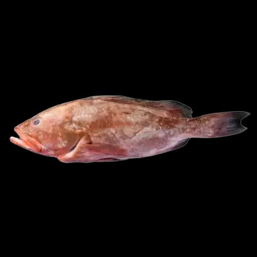 Reef Cod (Daama) Fish