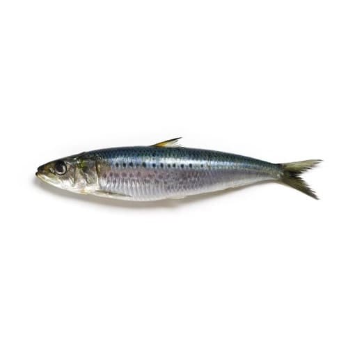 Sardine Fish (Luar)