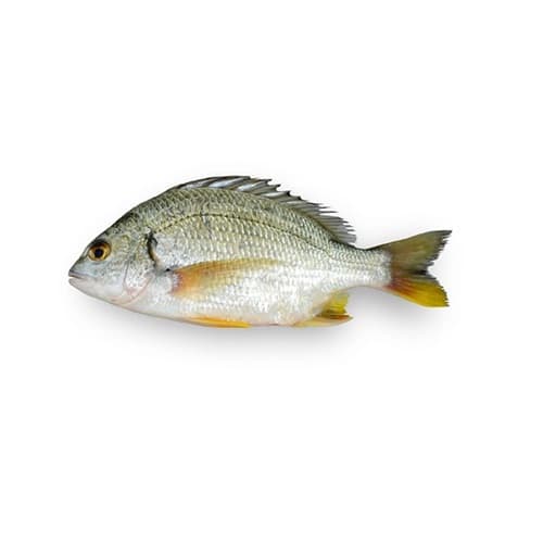 Seabream Fish (Safaid Dandia)