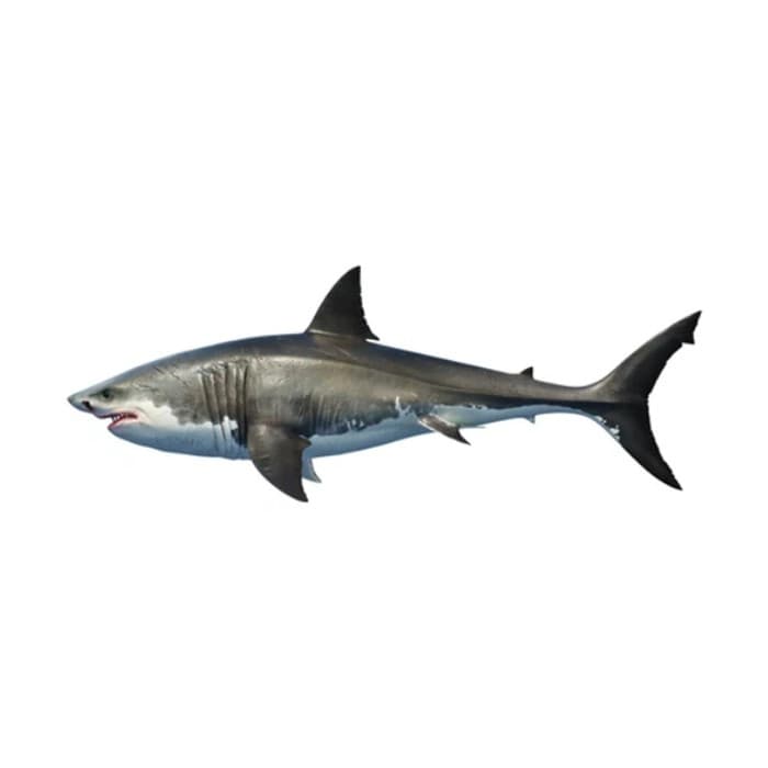 Shark Fish (Mangra Fish)