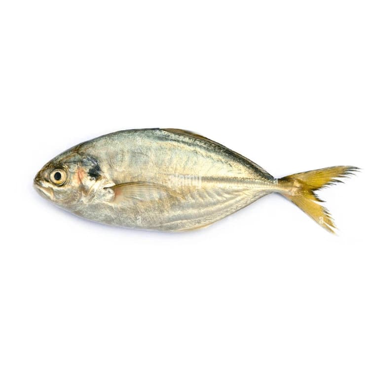 Shrimp Scad Fish (Bakka)