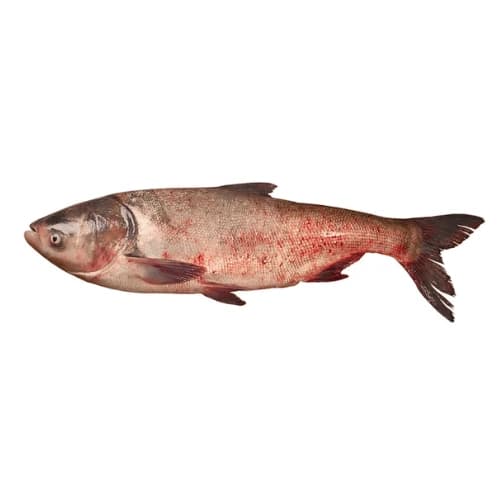 Silver Carp (Silver Fish)