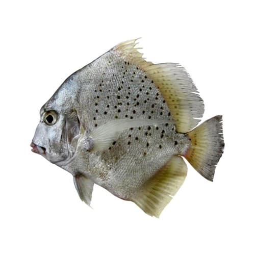 Spotted Sicklefish (Jalebi Fish)