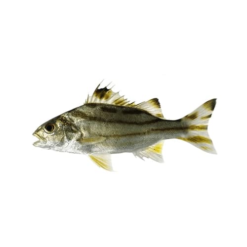 Terapon Fish (Ginghra Fish)