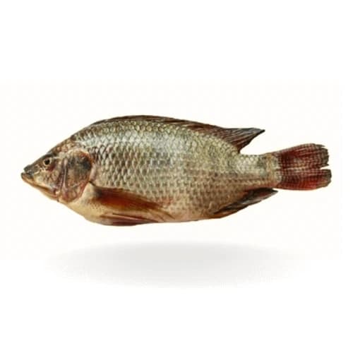 Tilapia (Daiyya Fish)
