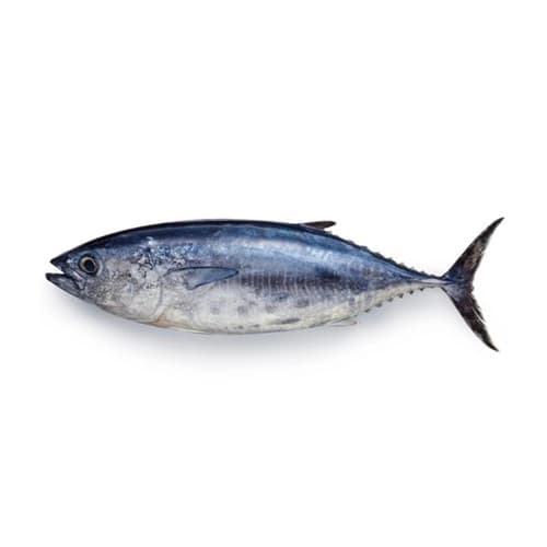 Tuna Fish (Dawan Fish)