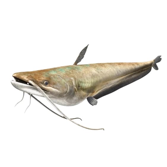 Wallago (Malli) Fish