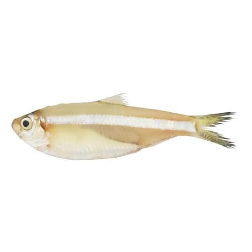 White Sardine Fish (Mittu)